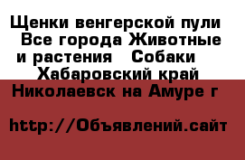 Щенки венгерской пули - Все города Животные и растения » Собаки   . Хабаровский край,Николаевск-на-Амуре г.